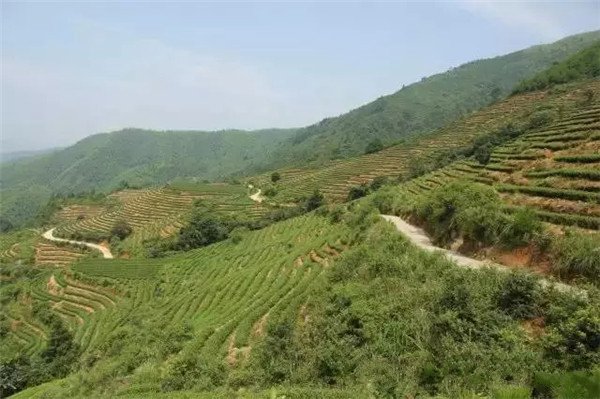 土壤養(yǎng)分檢測器。基本標(biāo)準(zhǔn)和操作方法